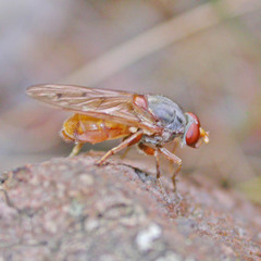 Brachyopa maculipennis