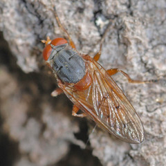 Brachyopa maculipennis