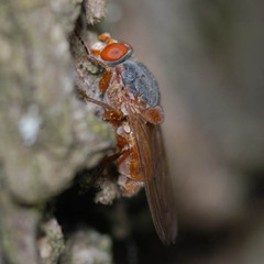 Brachyopa maculipennis