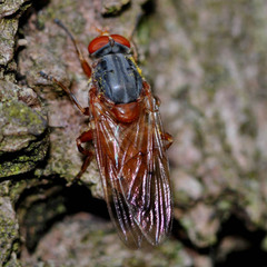 Brachyopa maculipennis