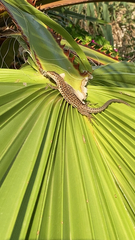 Podarcis siculus siculus