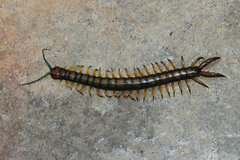 Cormocephalus