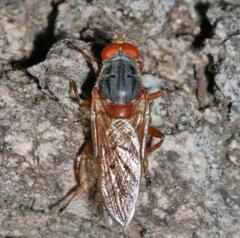 Brachyopa maculipennis