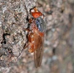 Brachyopa maculipennis