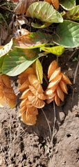 Flemingia strobilifera