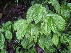 Elatostema oblongifolium