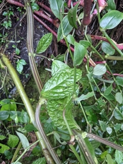 Elatostema oblongifolium