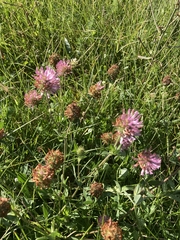 Trifolium pratense