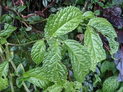 Elatostema oblongifolium