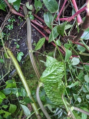 Elatostema oblongifolium