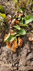 Flemingia strobilifera