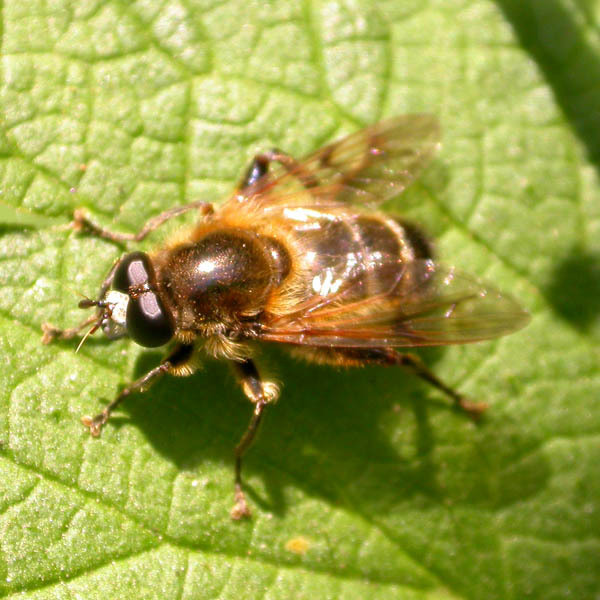 Catkin Flies