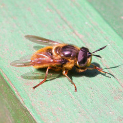 Callicera rufa