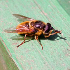 Callicera rufa