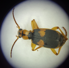 Pheropsophus jessoensis