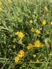 Medicago falcata