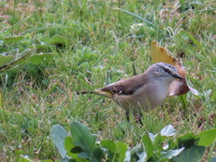 Acanthiza chrysorrhoa