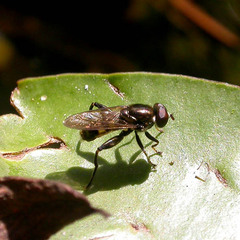 Chalcosyrphus nemorum