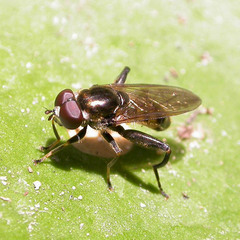 Chalcosyrphus nemorum