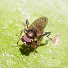 Chalcosyrphus nemorum