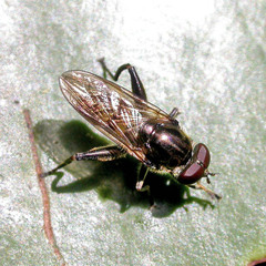 Chalcosyrphus nemorum