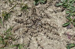 Chaerophyllum novae-zelandiae