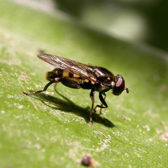 Chalcosyrphus nemorum