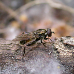 Chalcosyrphus nemorum