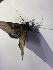 Ischyja manlia