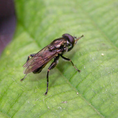 Chalcosyrphus nemorum
