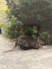 Thylogale billardierii