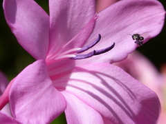 Tetragonula carbonaria