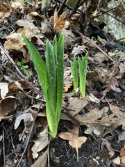 Tulipa sylvestris