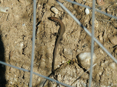 Algyroides moreoticus