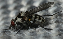 Anthomyia procellaris
