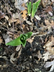 Tulipa sylvestris