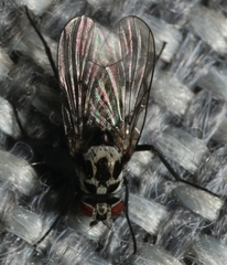 Anthomyia procellaris