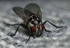 Anthomyia procellaris