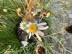Tripleurospermum maritimum