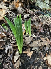 Tulipa sylvestris