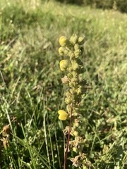Verbascum densiflorum