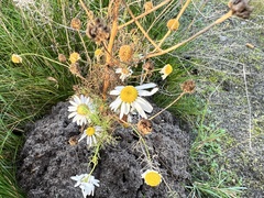Tripleurospermum maritimum