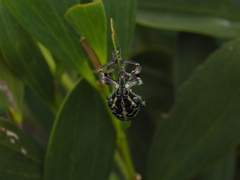 Chrysolopus spectabilis