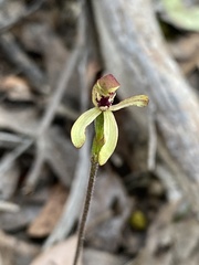 Caladenia transitoria
