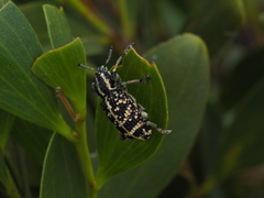 Chrysolopus spectabilis