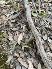 Caladenia transitoria