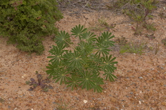Lupinus cosentinii
