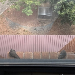 Ptyonoprogne fuligula