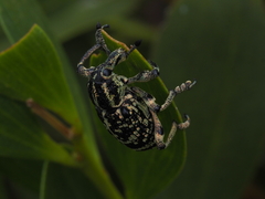 Chrysolopus spectabilis