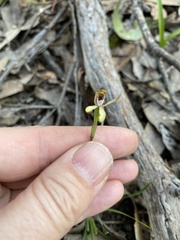Caladenia transitoria